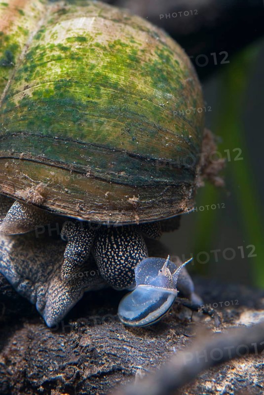 Danube river cover snail, viviparus acerosus, gastropoda, high size, vertical format, mollusca, snails, molluscs