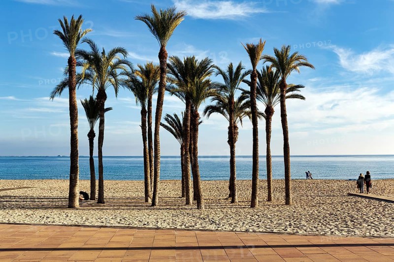 Distinctive palm grove on Playa Centro main beach, turquoise blue water, walkers, Cirrus, Villajoyosa, Costa Blanca, Spain