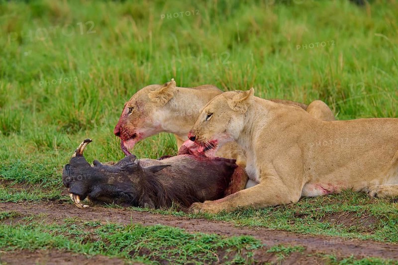 Lions intently focused on their prey, a wilderness scene with grass, a warthog (Phacochoerus africanus) and a lion (Panthera leo), Masai Mara National Reserve, Narok County, Kenya