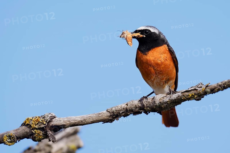 Common Redstart (Phoenicurus phoenicurus), a male perched on a branch with a butterfly in its beak, North Rhine-Westphalia, Germany