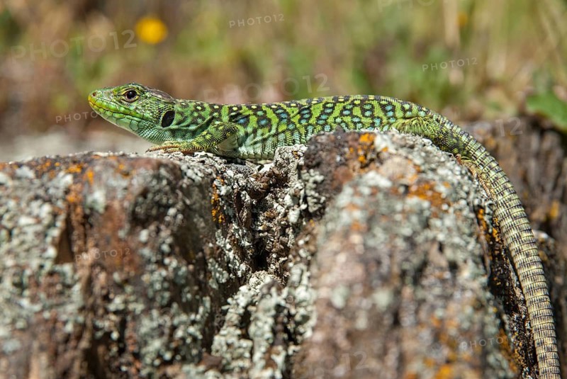 Ocellated lizard, pearl lizard, Timon lepidus, critters, lizards, extremadura, adolescent, jewelled lizard, juvenile, reptiles, lizards, reptilia, reptiles, Spain
