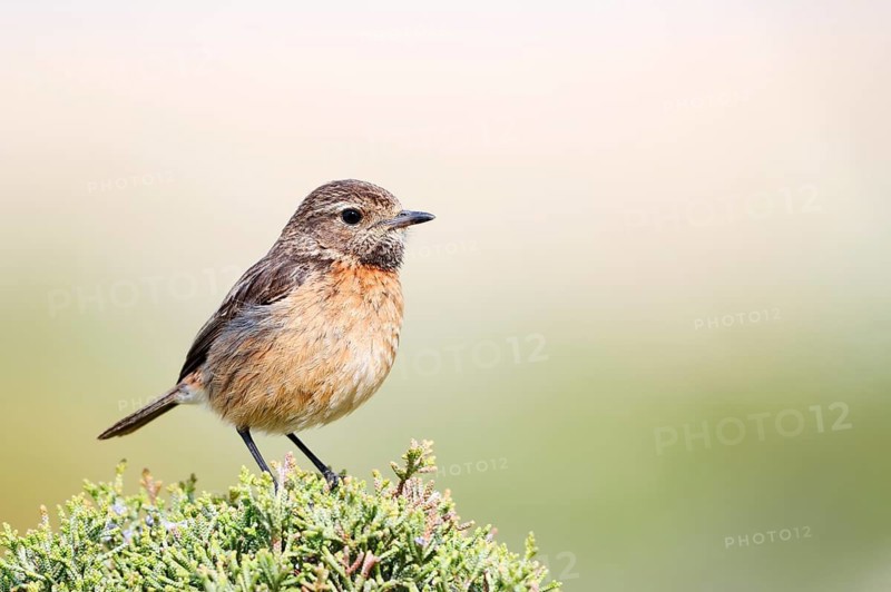 Stonechat (Saxicola rubicola), female, Algarve, Portugal