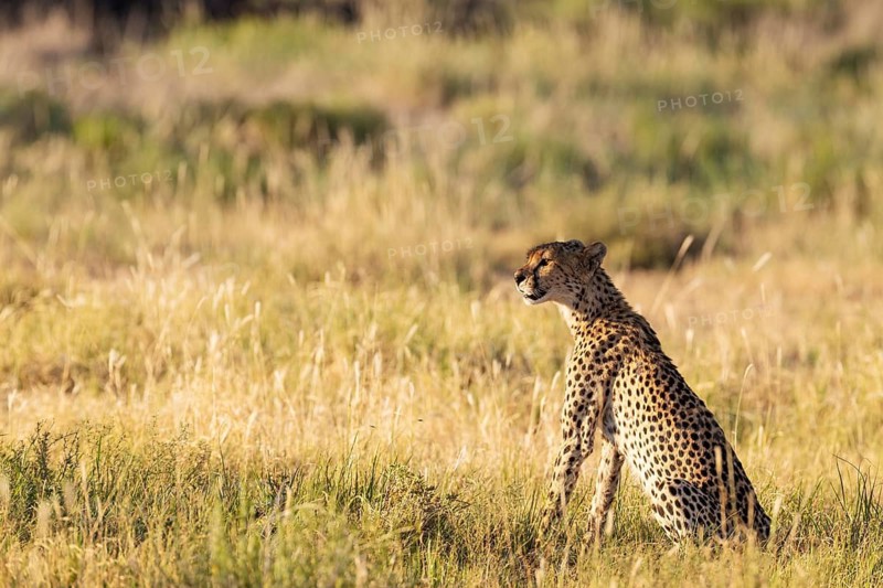 Cheetah (Acinonyx jubatus). Female. Kalahari Desert, Kgalagadi Transfrontier Park, South Africa