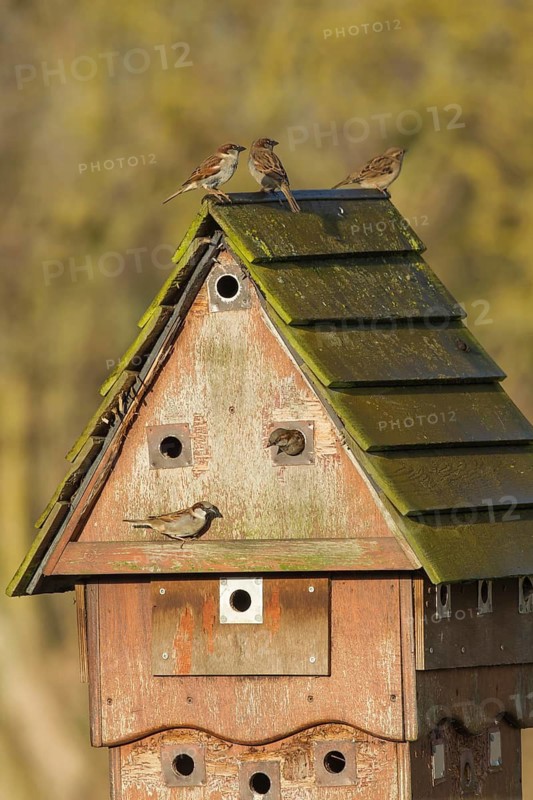 House sparrow (Passer domesticus) adult birds at a communial nest box, England, United Kingdom