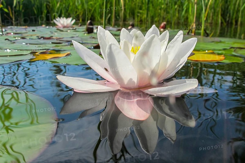 A flowering water lily (Nymphaea) on a lake, Müritz National Park, Feldberg Lake District, Lower Saxony, Germany