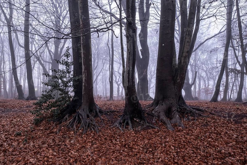Beech forest (Fagus sylvatica) in the fog, Emsland, Lower Saxony, Germany