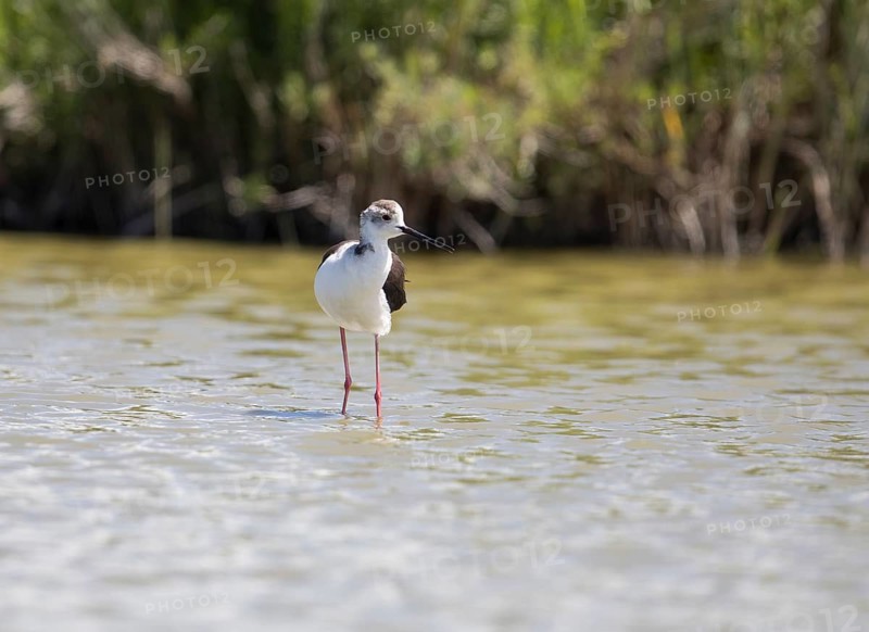 Black-winged Black-winged Stilt (Himantopus himantopus), Provence, Camargue, France