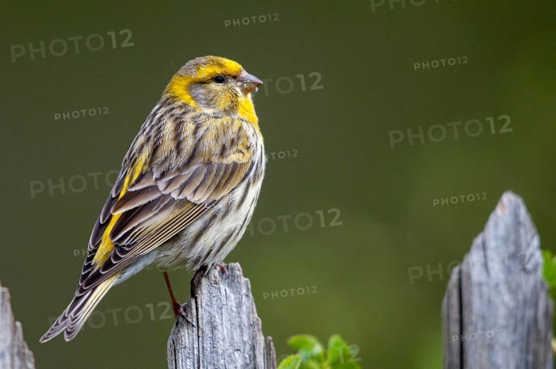 European Serin, serine, serinus serinus, birds, garden fence, garden fence, male, passeri, songbirds, birds