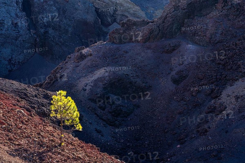 A Canary Island pine (Pinus canariensis) in the crater of the Duraznero volcano. Ruta de Los Volcanes, La Palma, Canary Islands, Spain