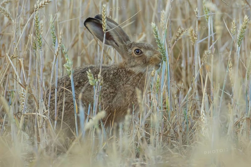 European brown hare (Lepus europaeus) adult animal feeding on a wheat sheath in a farmland field in summer, England, United Kingdom