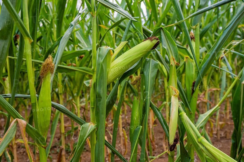 An unpeeled corn corn cob grows in a narrow corn field, corn field, Gechingen, Germany
