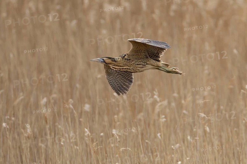 Eurasian or Great bittern (Botaurus stellaris) adult bird flying over a reedbed in spring, RSPB Minsmere nature reserve, Suffolk, England, United Kingdom