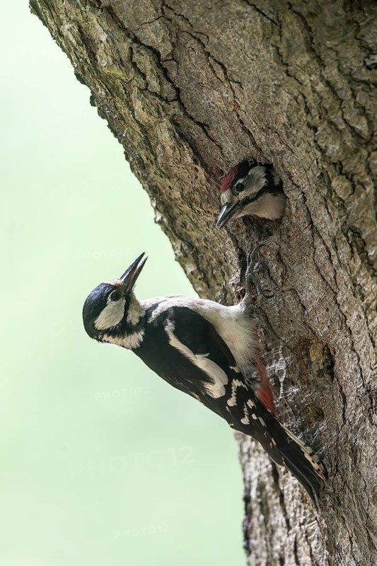 Great spotted woodpecker (Dendrocopos major) at the cave with young, Emsland, Lower Saxony, Germany
