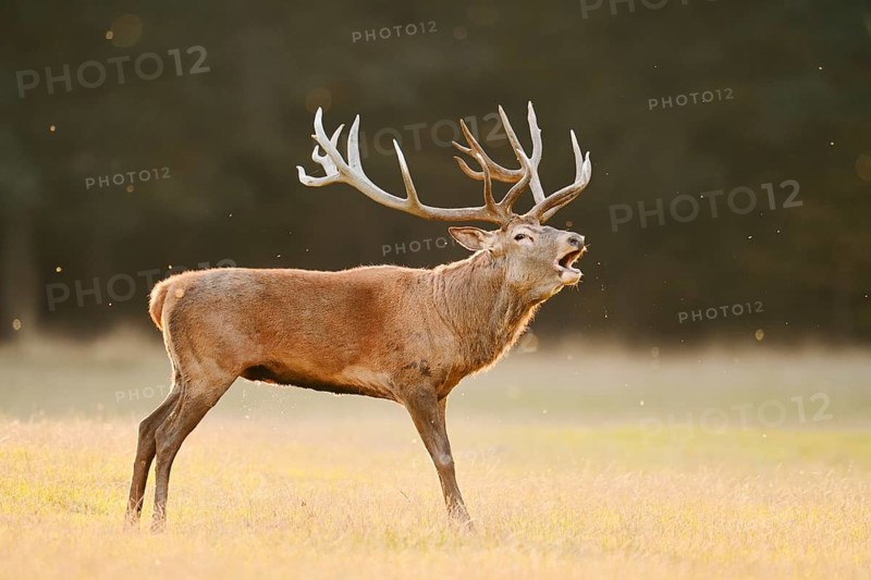Red deer (Cervus elaphus), a stag standing in a meadow bellowing, rutting season, North Rhine-Westphalia, Germany