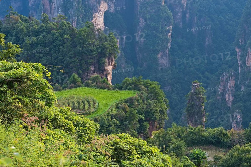 Sky garden and quartz sandstone pillars of the Tianzi Mountains in Zhangjiajie National Park, Zhangjiajie National Forest Park, Tianzishan Nature Reserve, Wulingyuan District, Yuanjiajie, Hunan Province, China, Avatar Mountains, Halleluja Mountains, Wulingyuan, Yuanjiajie, Hunan Province, China