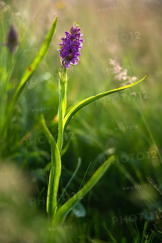 Dactylorhiza incarnata, flesh-colored orchid, orchidaceae, orchids, orchid family, stiff-leaf orchid, early march orchid, flora, high size, portrait, plants, plants