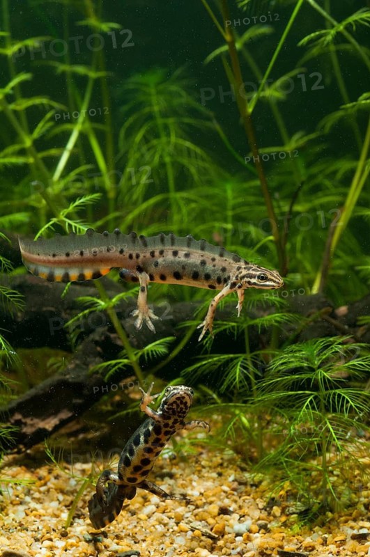 Lissotriton vulgaris, smooth newt, triturus vulgaris, amphibians, amphibians, high size, portrait format, amphibians, male