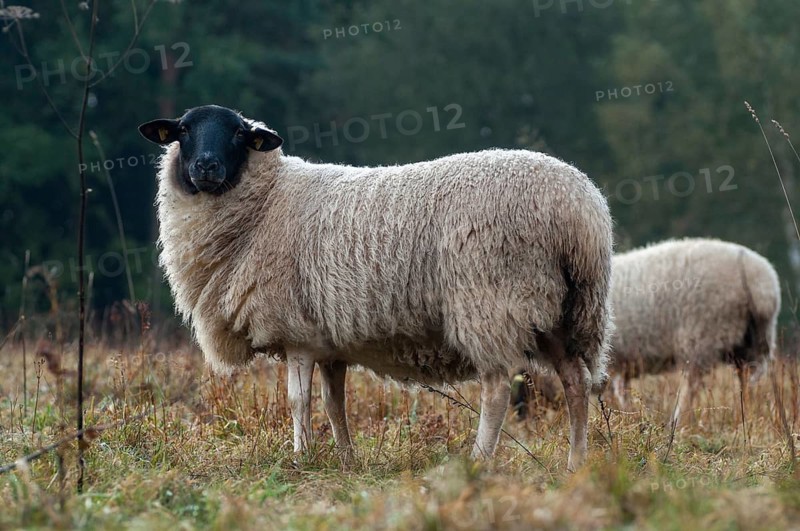 Artiodactyla, domestic sheep, even-toed ungulate, domestic sheep, Ovis Gmelini aries sspec., cloven-hoofed, rhön sheep, domesticated animals, extensive grazing, pet, mammals, sheep, sheep, sheep, mammals, wild pastures