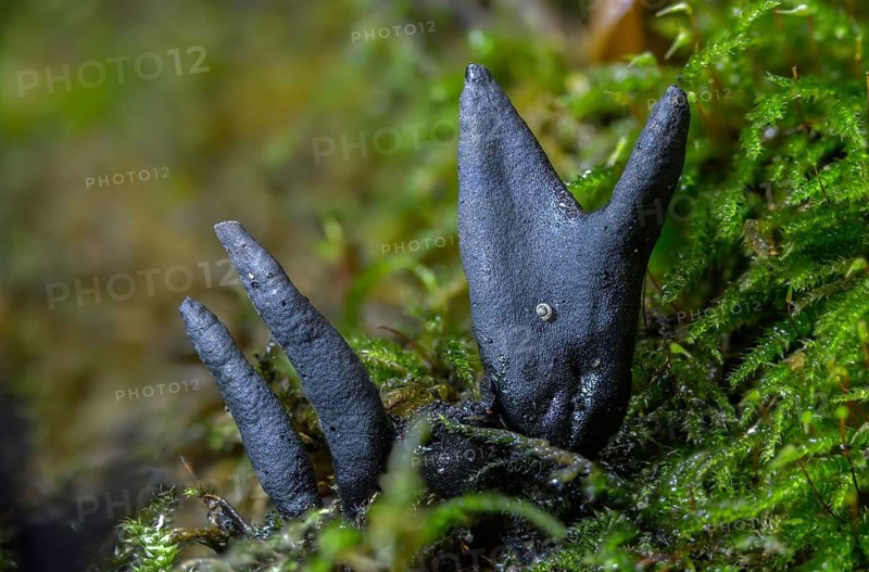 Black finger mushroom, dead man's finger, wooden club, variable wooden club, multi-shaped wooden club, xylaria clavata, xylaria polymorpha, fungi, fungus, mushrooms
