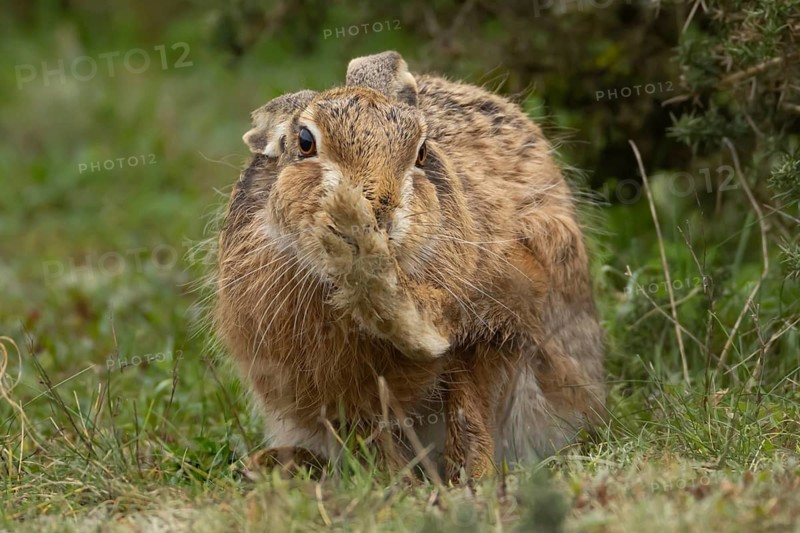 European brown hare (Lepus europaeus) adult animal washing its foot in grassland, England, United Kingdom