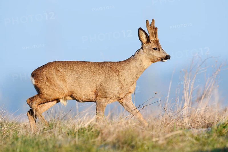 European roe deer (Capreolus capreolus), male roe deer with velvet antlers, North Rhine-Westphalia, Germany