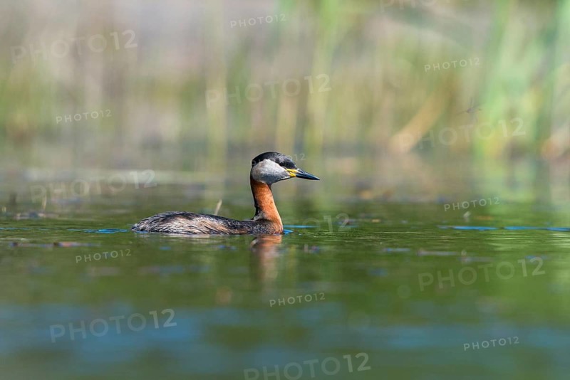 Brandenburg, Germany, Nabu, Nabu project, national natural heritage, Grünhaus natural paradise, podiceps grisegena, red-necked grebe, red-necked grebe, post-mining landscape, birds, grebe, greenhouse, rag grebes, podicipedidae, divers, birds, waterbirds, waterbirds, waterbirds