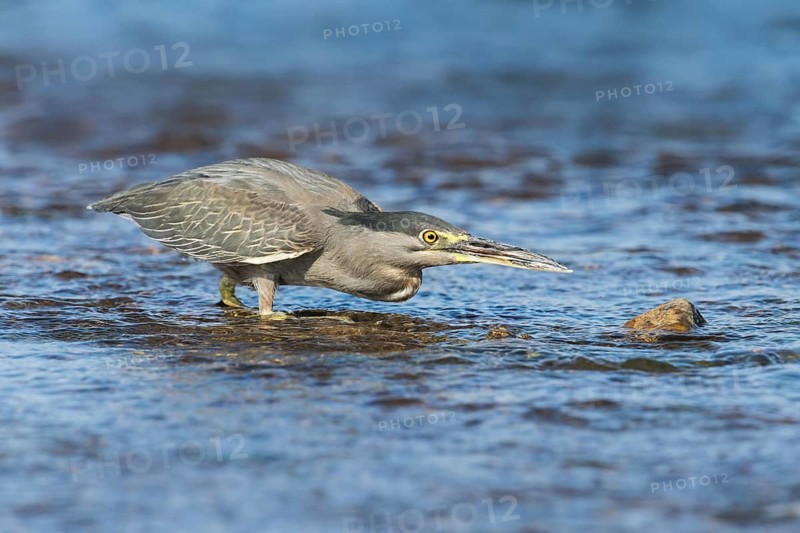 Striated Heron (Butorides striata) hunting, Eilat, Israel
