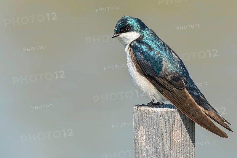 Tree Swallow, (Tachycineta bicolor), George C. Reifel Migratory Bird Sanctuary, Delta, British Columbia, Canada