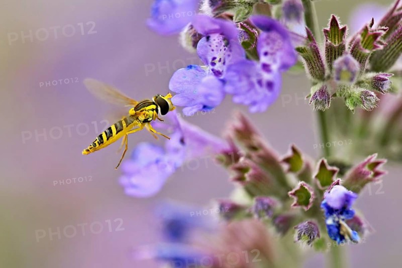 Common long-bellied hoverfly (Sphaerophoria scripta), on a catmint (Nepeta x faassenii) flower, Meienberg, Canton of Aargau, Switzerland