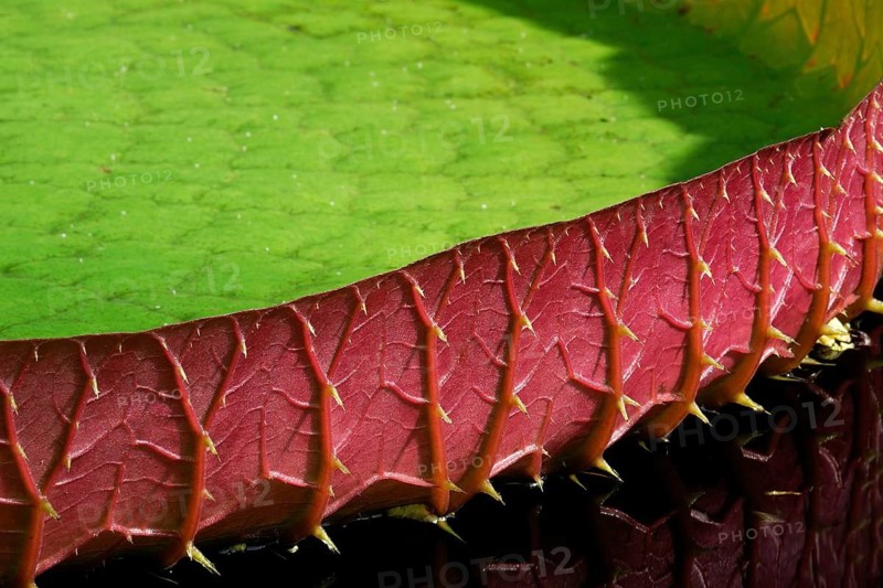 Giant water lily, Victoria spec, South America, Bochum Botanical Garden, Bochum Botanical Garden, Germany