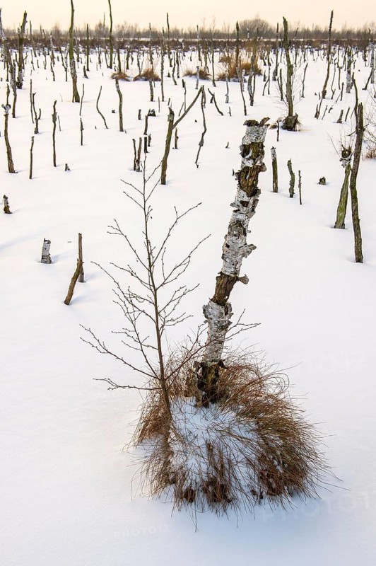 Winter landscape with snow in Rehdener Geestmoor, Rehden, Lower Saxony, Germany