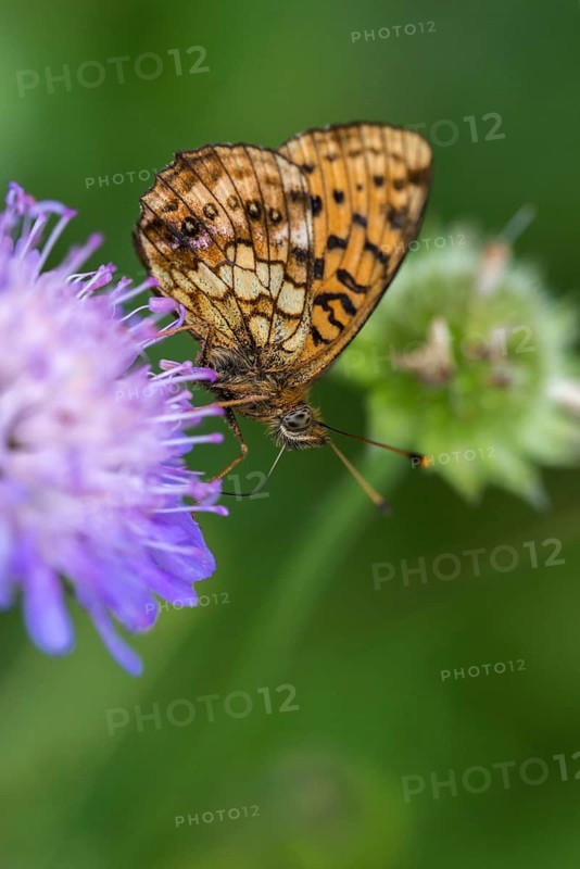 Brenthis Ino, Lesser Marbled Fritillary, Meadowsweet Pearl Butterfly, Purple Silver Butterfly, High Size, Portrait Format, Insects, Butterfly, Butterflies