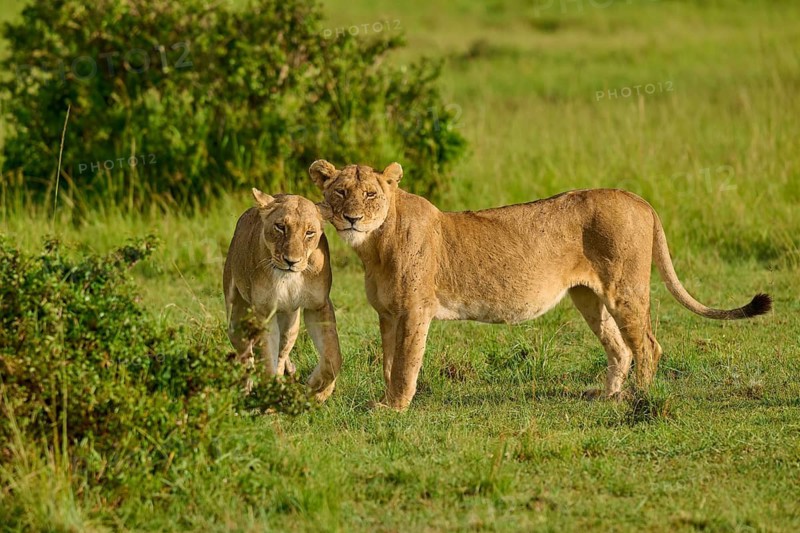 Two lionesses stand side by side in the savannah, Lion (Panthera leo), Masai Mara National Reserve, Narok County, Kenya