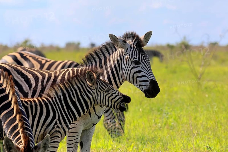 Burchell's zebra (Equus quagga burchelli), Burchell's zebra, adult, female, young, mother, social behaviour, two animals, portrait, Kruger National Park, South Africa