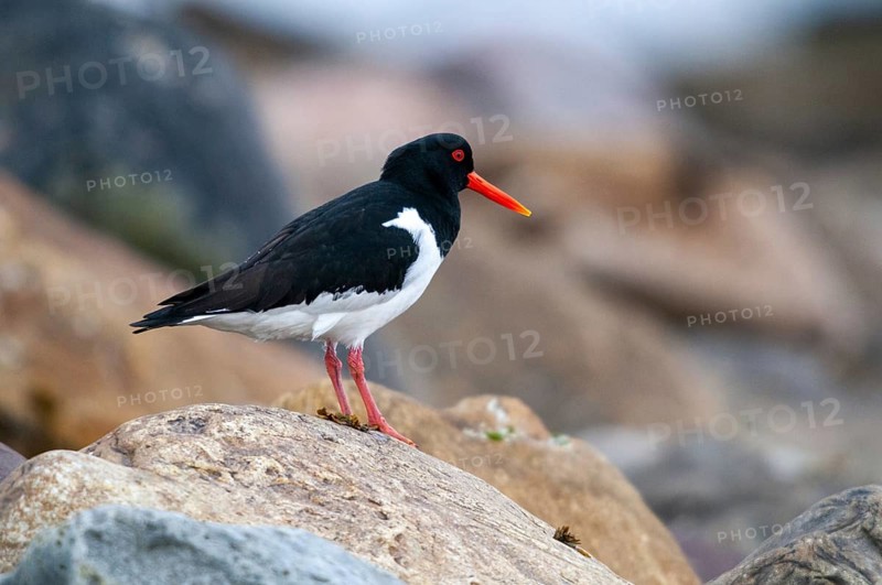 Oystercatchers, Haematopus ostralegus, Norway, oystercatcher, varanger, birds, charadriiformes, limikolen, snipe birds, scolopacidae, birds, waders, waders
