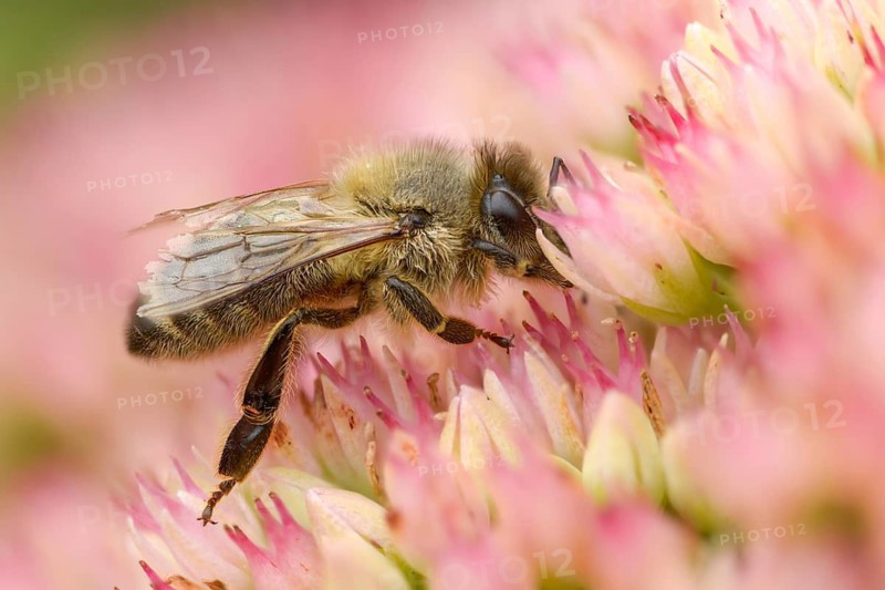 Apidae, apis mellifera, bees, European honey bee, European honeybee, hymenoptera, western honey bee, honey bee, honey bee, honeybee, insects, insects