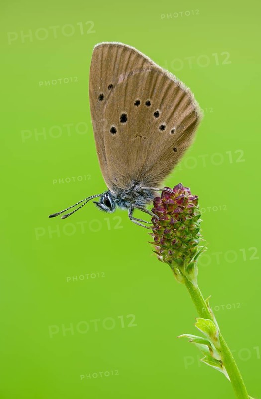 Ant blue, dark meadowbutton ant blue, dusky large blue, glaucopsyche nausithous, maculinea nausithous, phengaris nausithous, black blue meadowbutton ant blue, meadowbutton ant blue, butterfly, high size, portrait format, insects, butterfly, butterflies, butterflies, butterflies