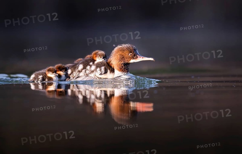 Goosander (Mergus merganser), mother with chick on her back, Zurich, Switzerland