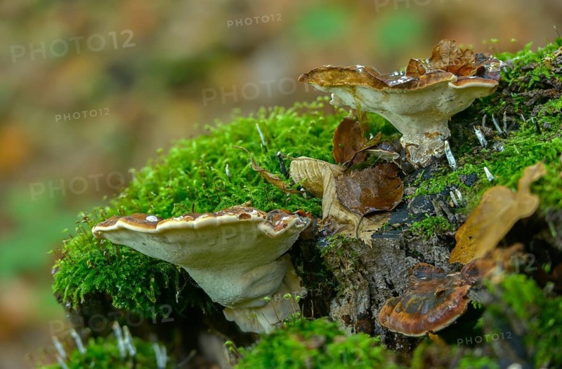Boletus resinosus, ischnoderma resinosum, lasiochlaena anisea, hardwood resin porling, benzoin bracket, fungi, fungus, late fall polypore, mushrooms, resinous polypore