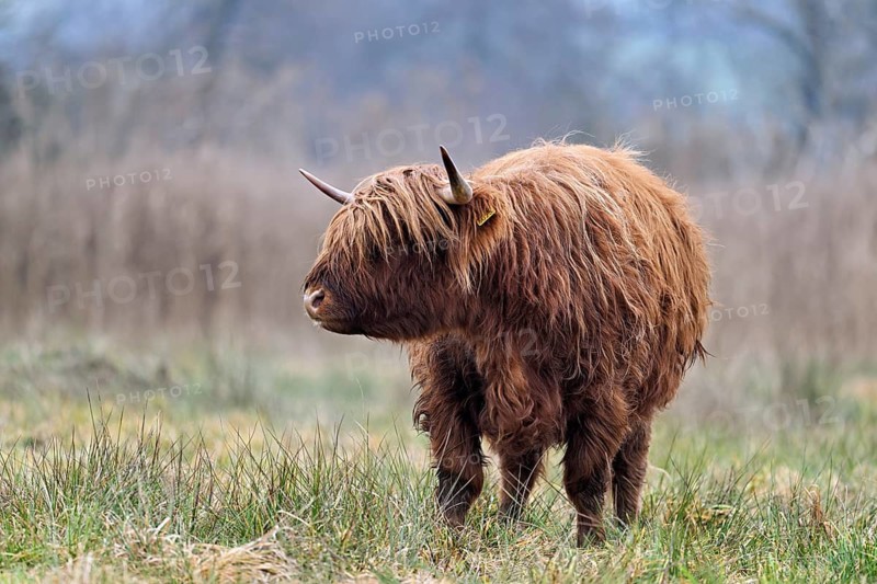 Highland cattle (Bos taurus), adult animal standing in a meadow, Reussspitz nature reserve, Maschwanden, Canton of Zurich, Switzerland
