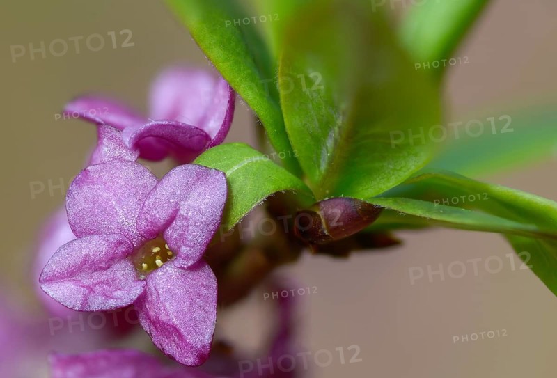Daphne Mezereum, Real Daphne, February Daphne, Common Daphne, Common Daphne, Cellar Neck, Daphne, Sparrow Tongue, Thymelaeaceae, Flora, Spring, Mezereon, Mezereum, Plants, Spring, Spurge Laurel, Spurge Olive