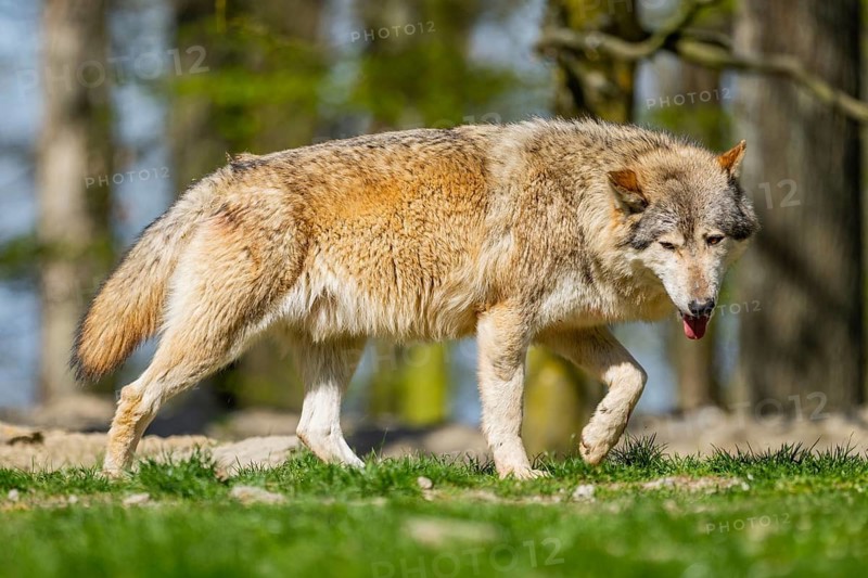 Eastern wolf (Canis lupus lycaon) walking on a meadow, Bavaria, Germany