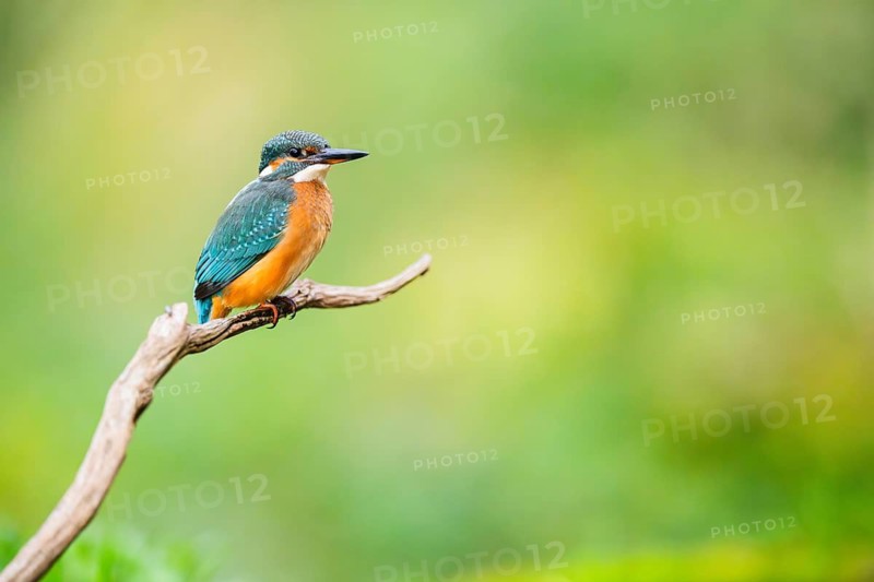 Common kingfisher (Alcedo atthis) sitting on an old wooden branch in late summer, wildife, Bavaria, Germany