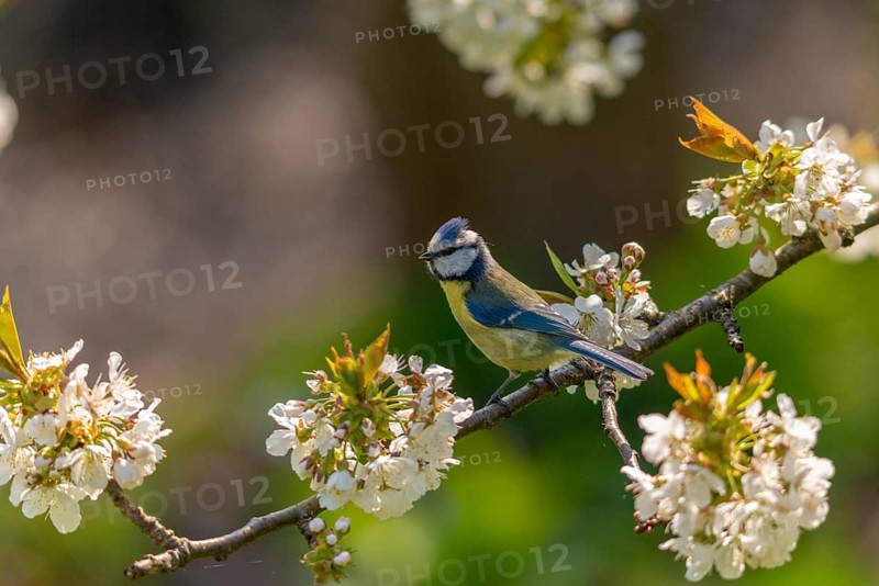 Blue tit, parus caeruleus, birds, spring, meadow orchard, tits, passeri, songbirds, songbirds, jump, orchard, tits, birds