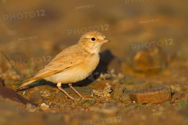 Bar-tailed Desert Lark - Sandlerche - Ammomanes cincturus, Marokko, adult
