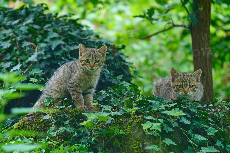 Two kittens explore an ivy-covered woodland landscape, young European wildcat (Felis silvestris), Hesse, Germany