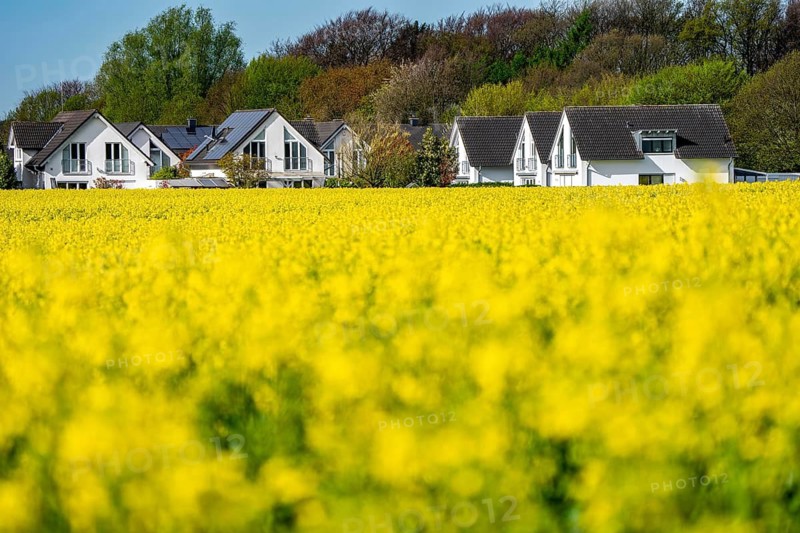 Residential development, residential area, single-family houses, in the south of Essen, living in the countryside, yellow rapeseed field, North Rhine-Westphalia, Germany