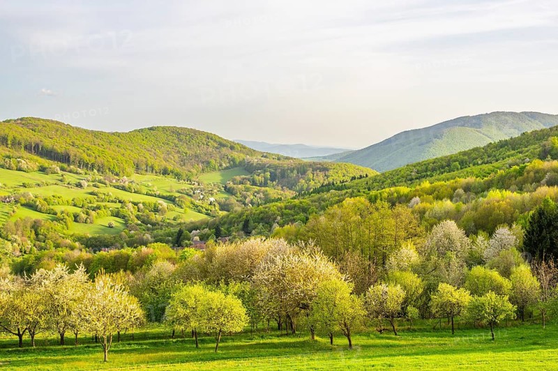 View over the hills with forests and meadows with blooming cherry trees on a sunny day in spring, Horna Suca, Slovakia