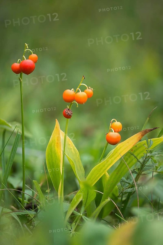 Convallaria Majalis, Convallariaceae, Lily of the Valley, Lily of the Valley, Lily of the Valley, Mary's Tears, May Bells, Our Lady's Tears, Berry, Flora, Fruit, Gloveword, High Size, Portrait, Plants