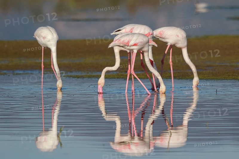 Greater Flamingo (Phoenicopterus roseus) group foraging in shallow water, Greece